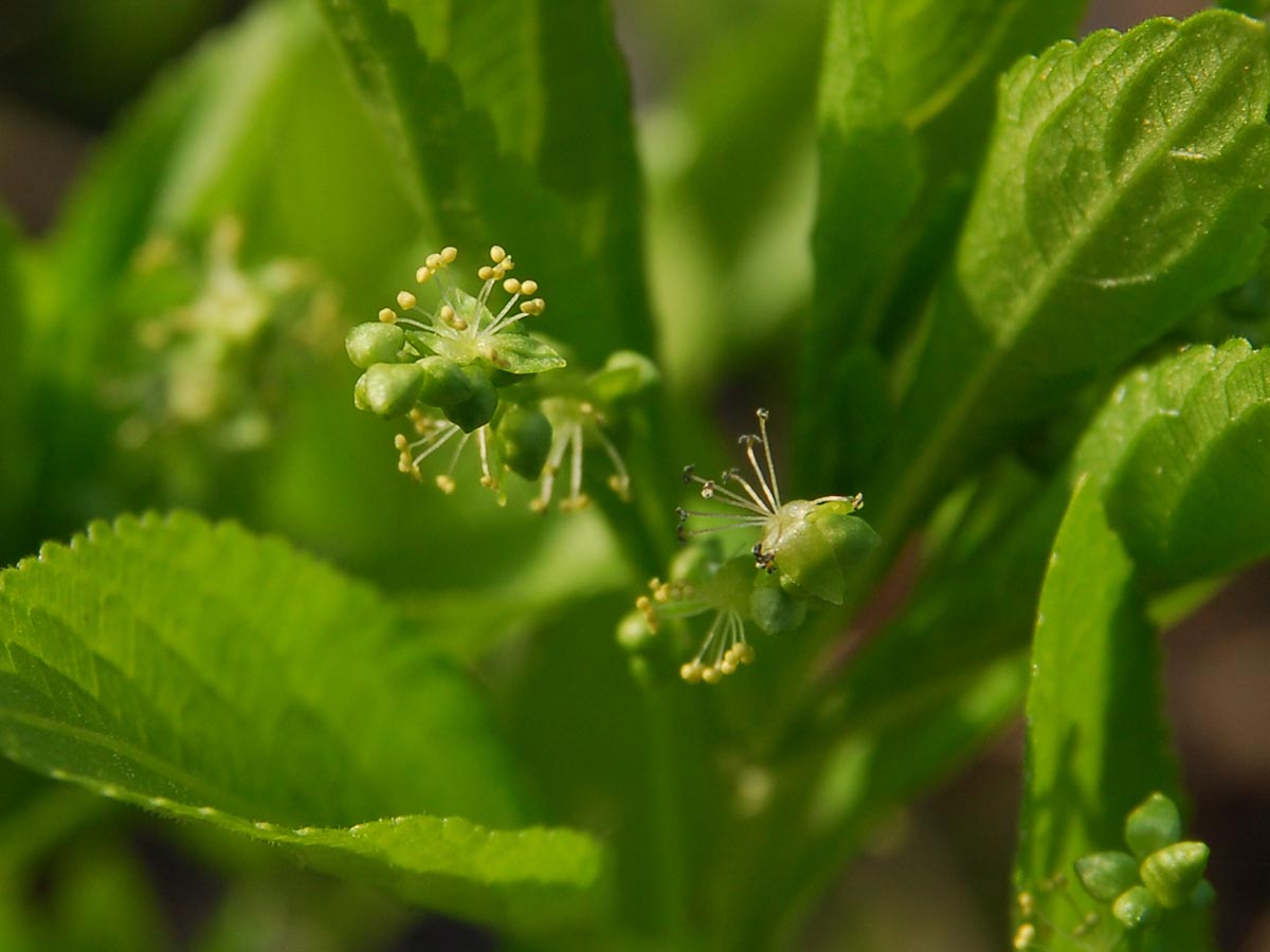 Blüte nah